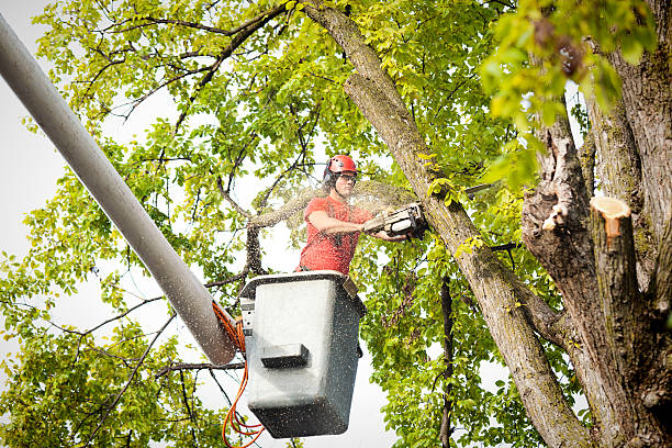 Best Large Tree Removal  in Casey, IL